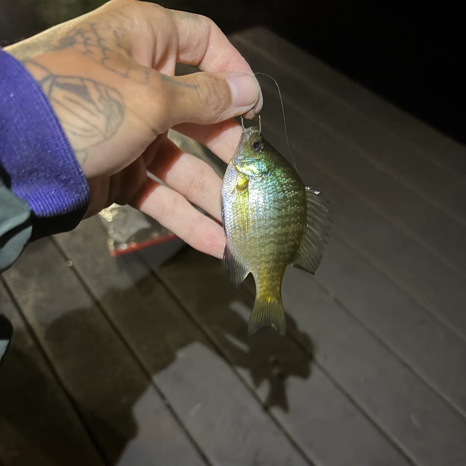 recently logged catches