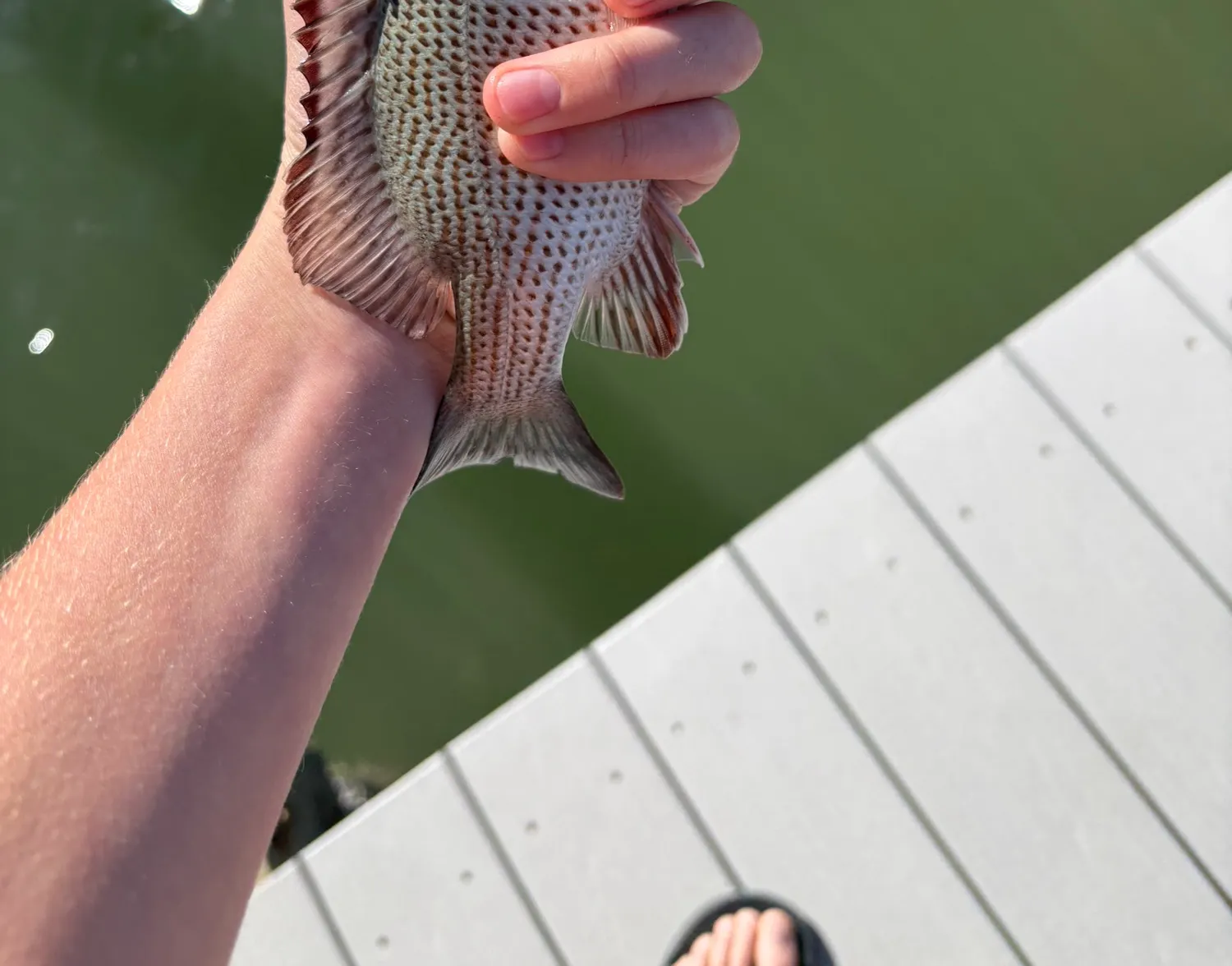 Cubera snapper