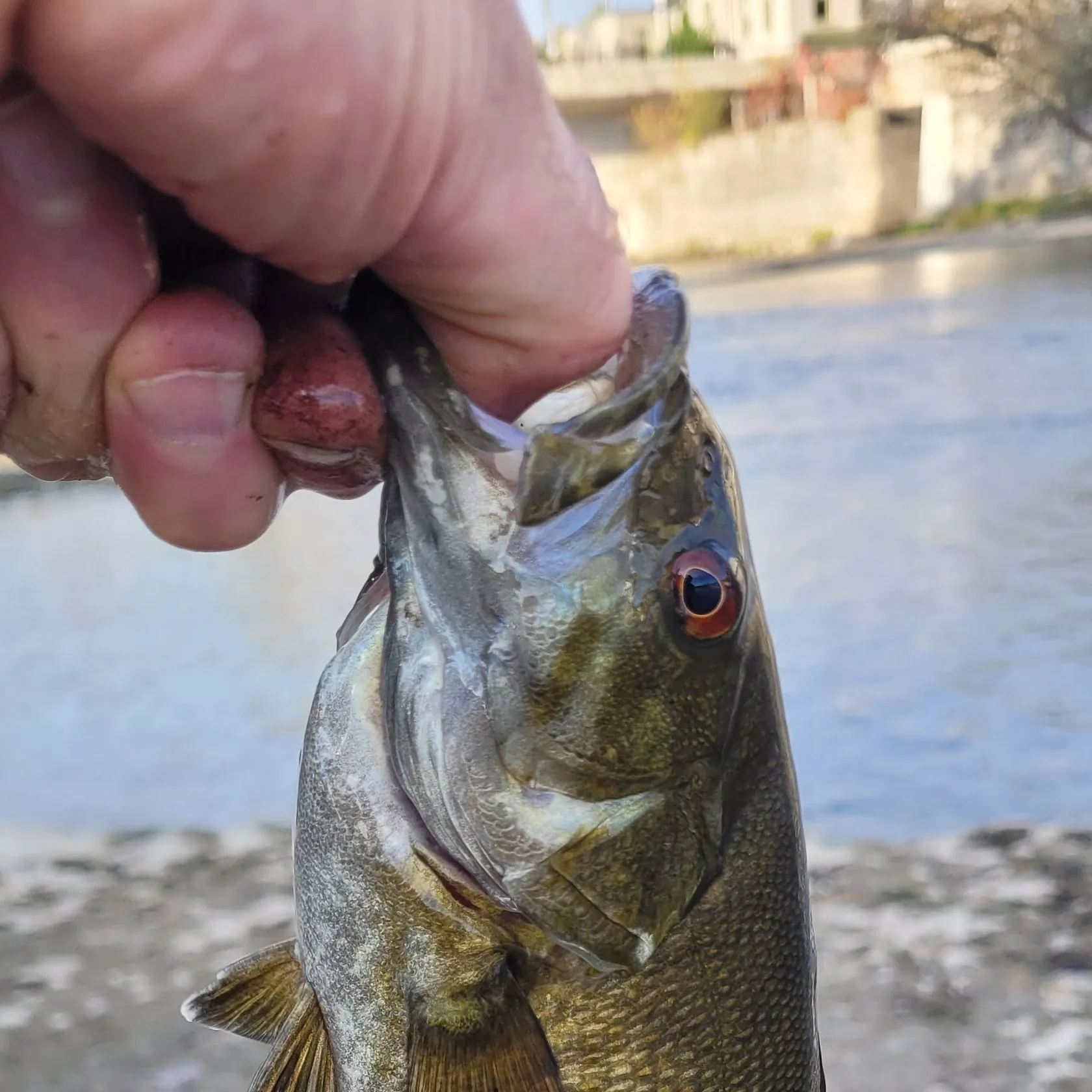 Smallmouth bass caught on Fishbrain