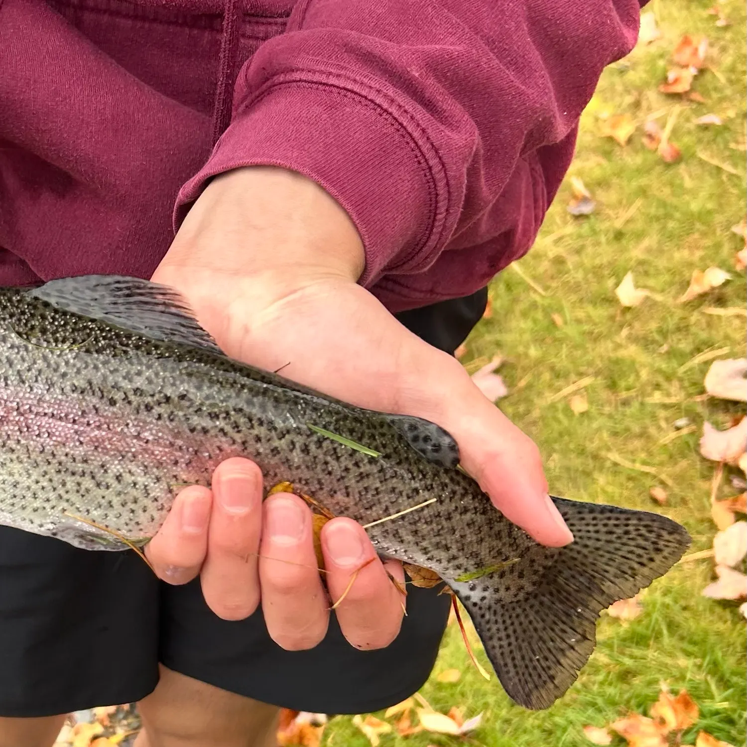 Rainbow trout caught on Fishbrain
