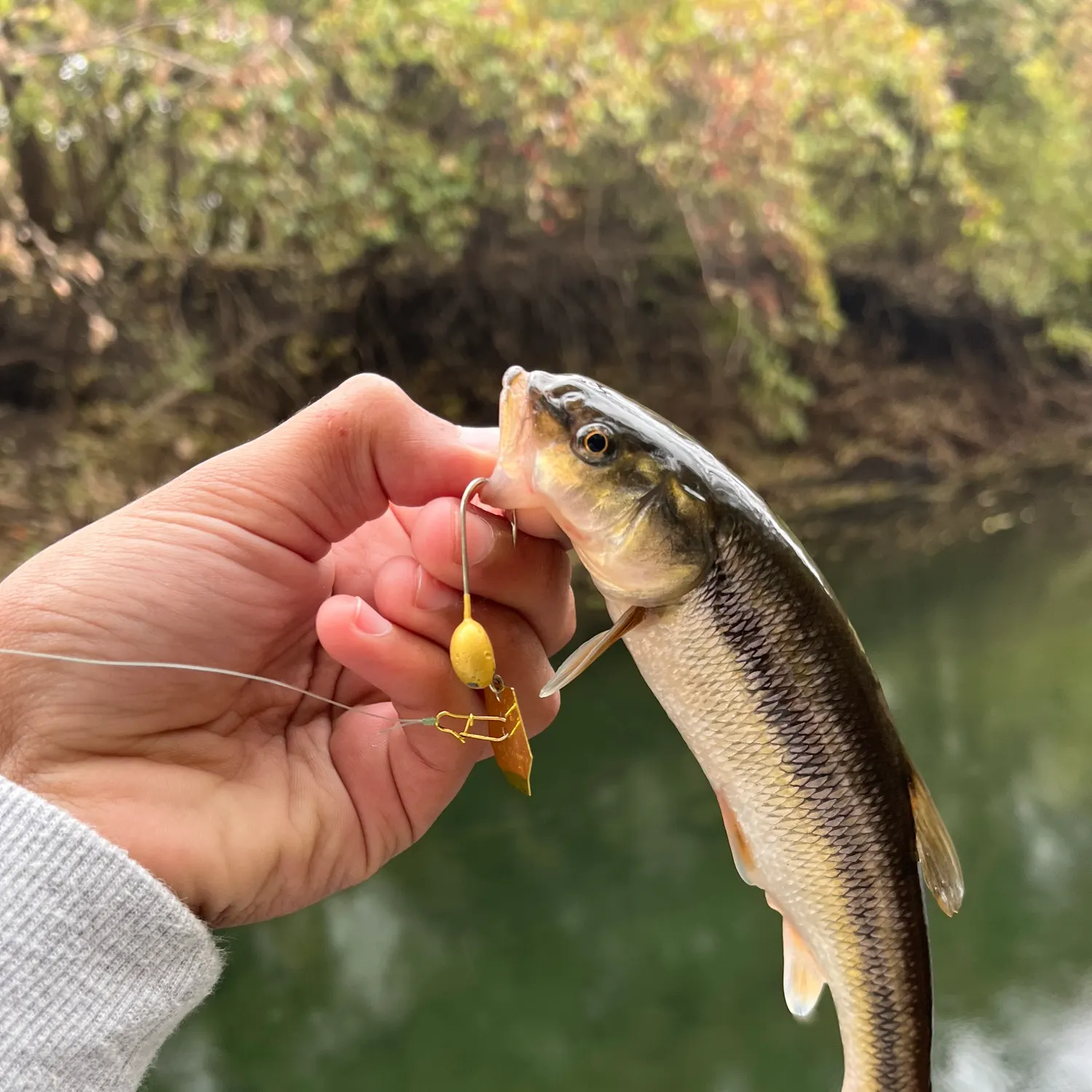 The most recent Hornyhead chub catches on Fishbrain