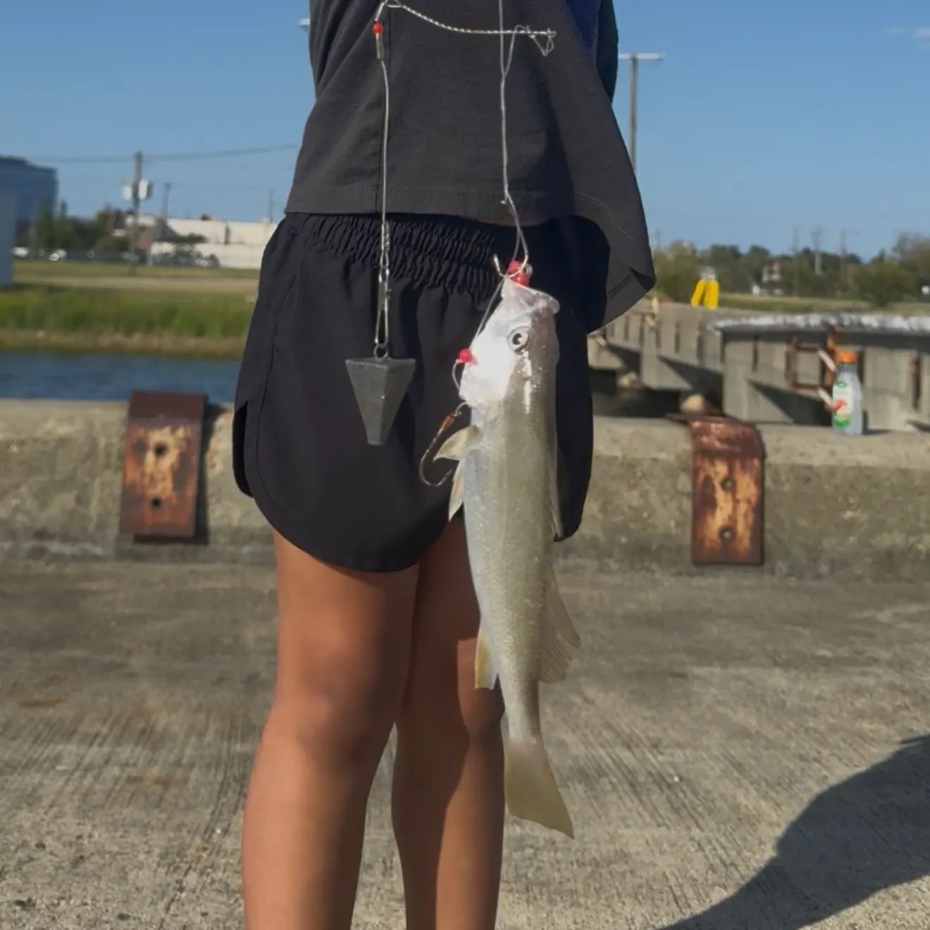 Atlantic croaker caught on Fishbrain