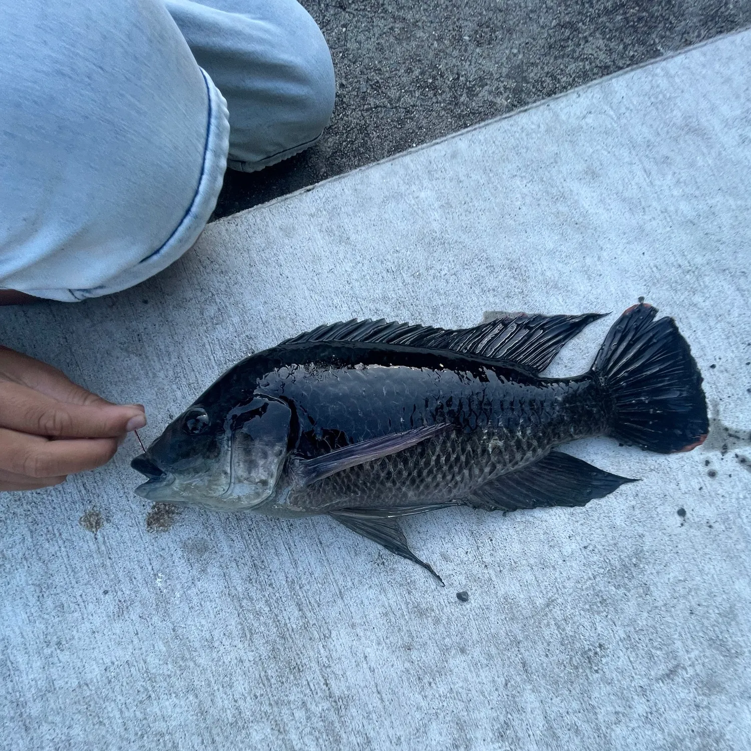 Black rockfish caught on Fishbrain