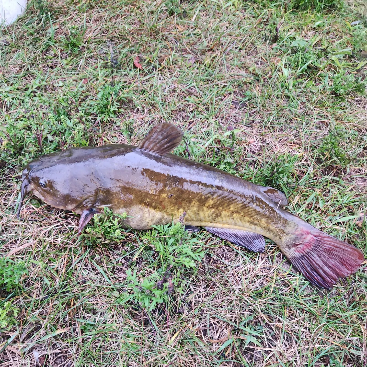 Brown bullhead caught on Fishbrain