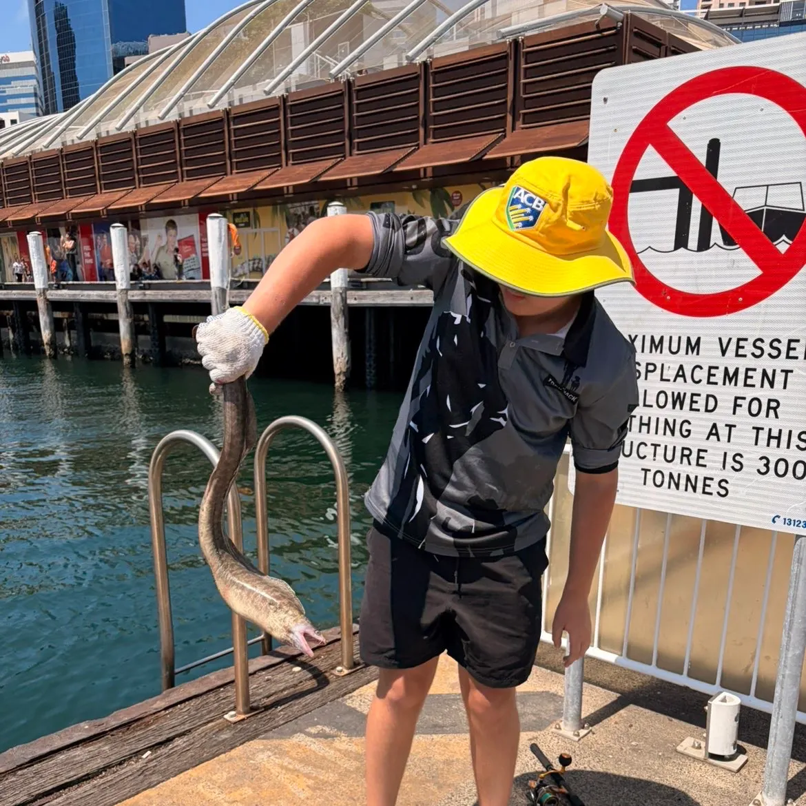 The most recent Green moray catches on Fishbrain