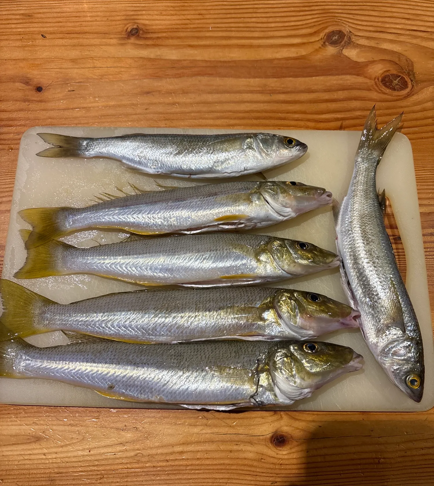 recently logged catches