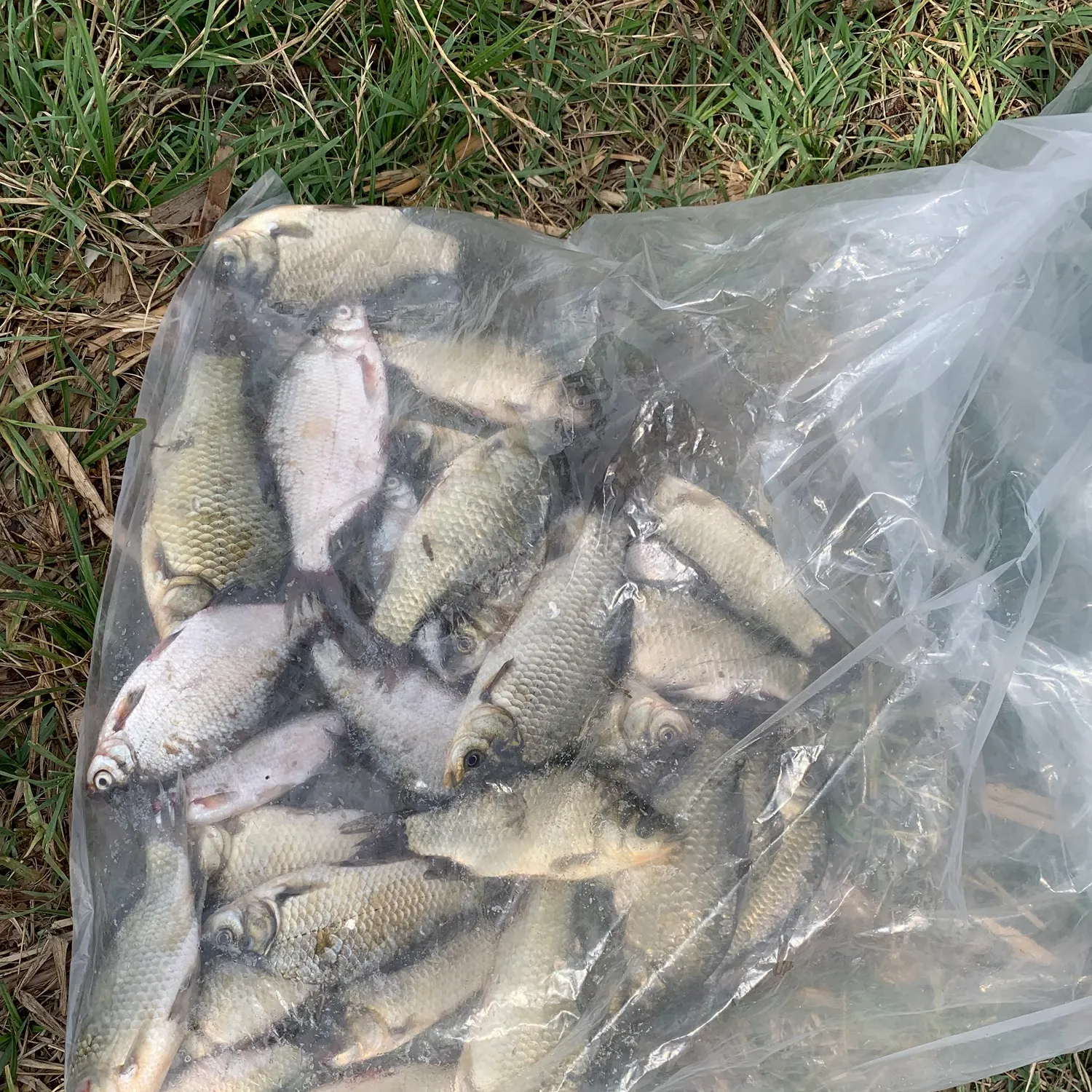 The most recent F1 carp catches on Fishbrain