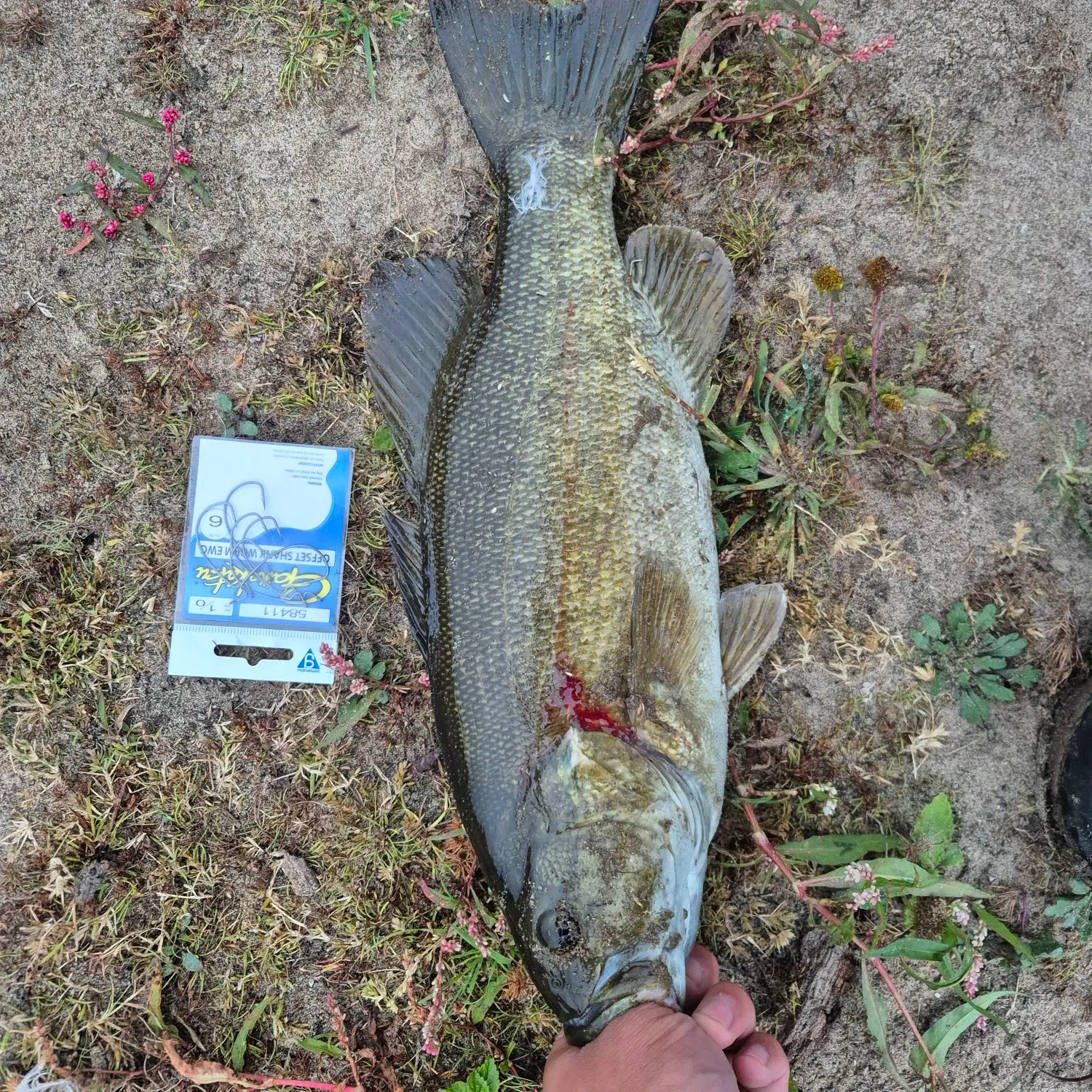 Smallmouth bass caught on Fishbrain