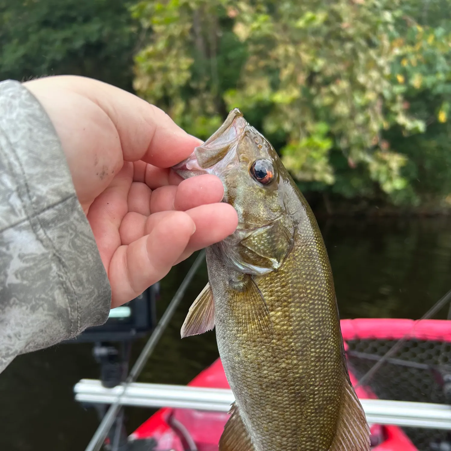 Smallmouth bass caught on Fishbrain