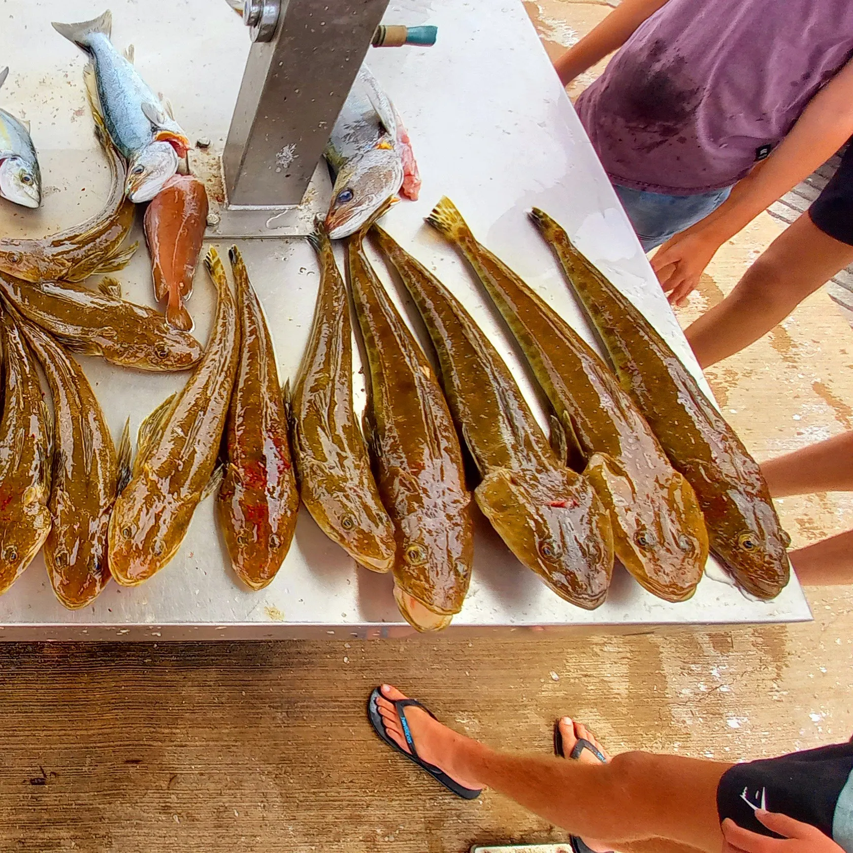 recently logged catches