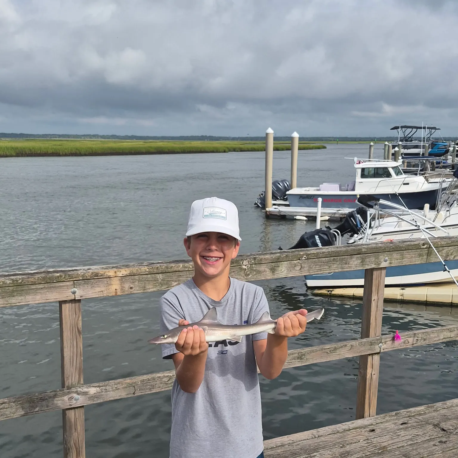 Grey smooth-hound caught on Fishbrain