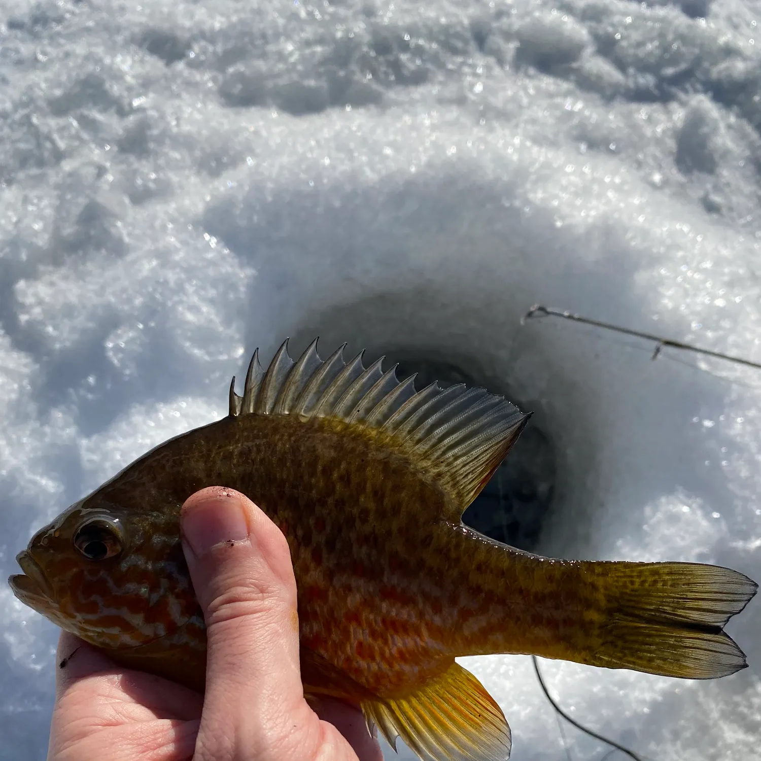 The most recent Pumpkinseed catches on Fishbrain