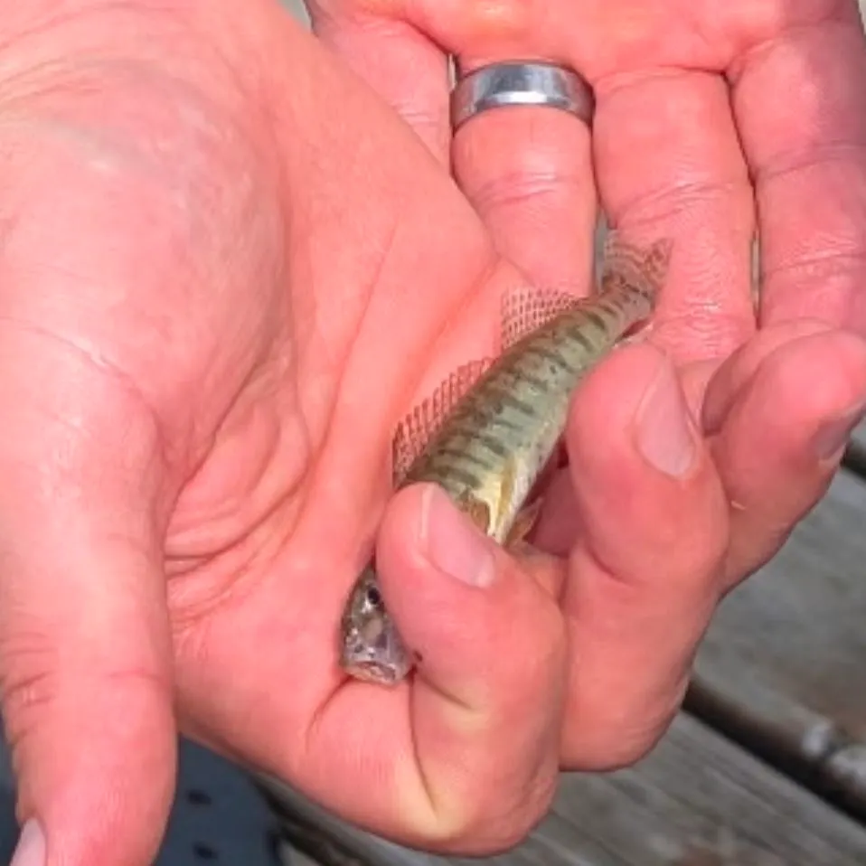 The most recent Common logperch catches on Fishbrain