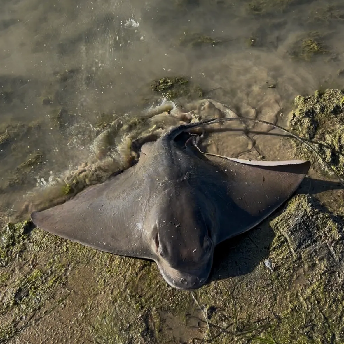 The most recent Bat eagle ray catches on Fishbrain