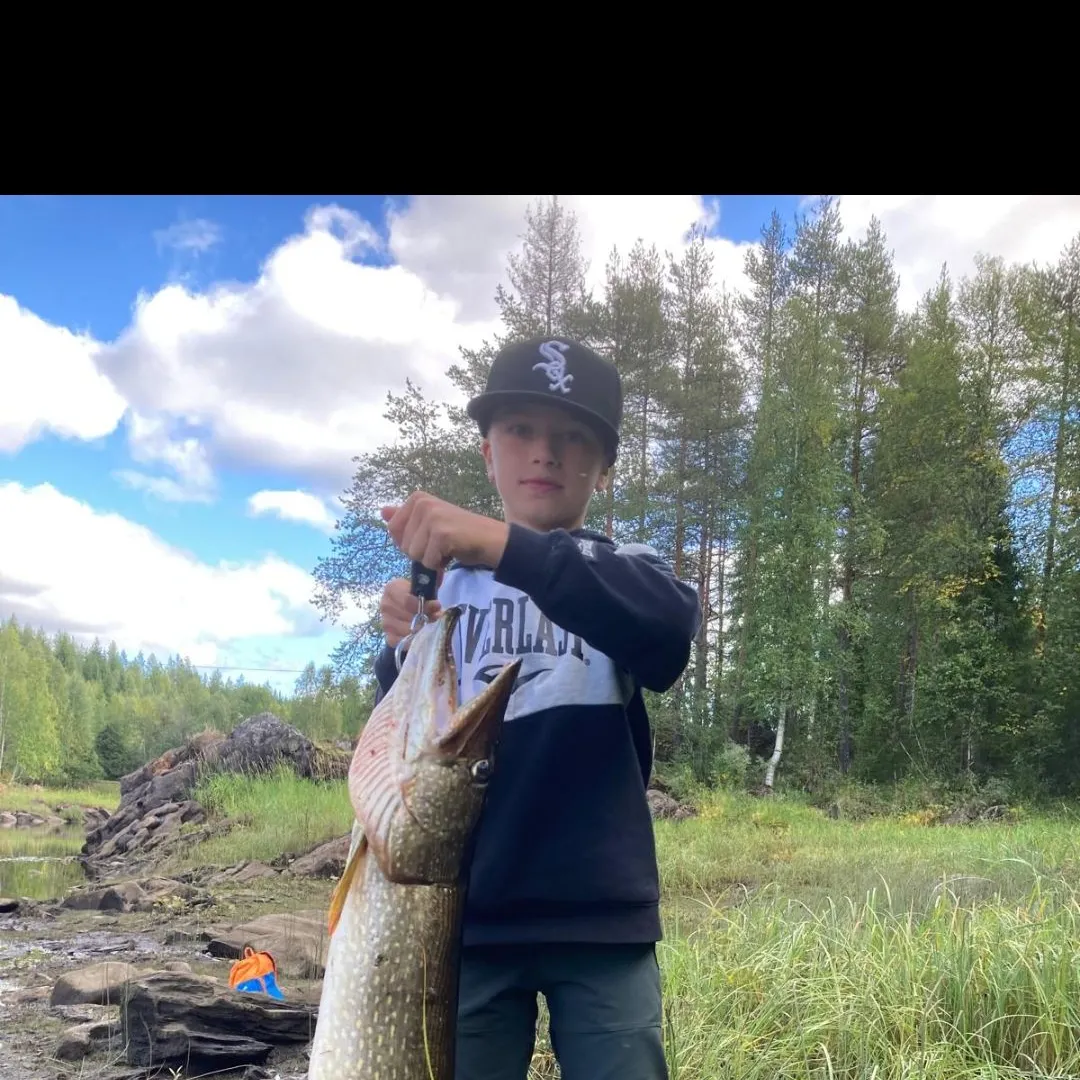 Northern pike caught on Fishbrain