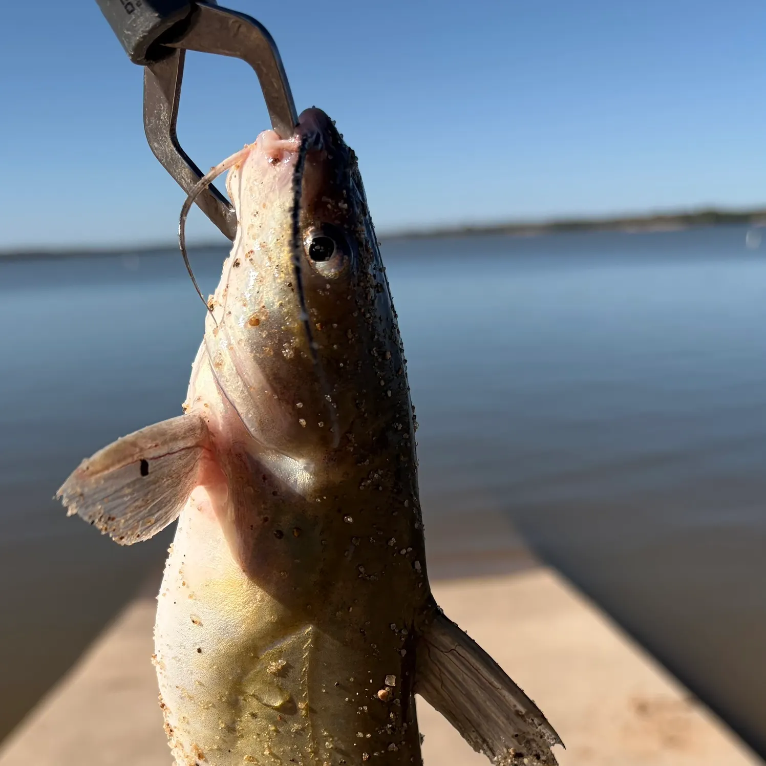 Channel catfish caught on Fishbrain