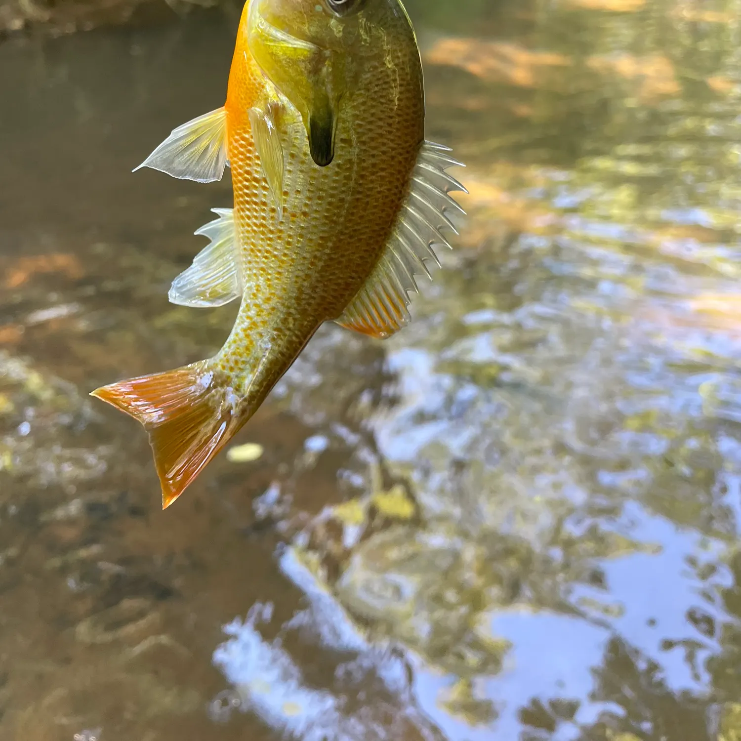 Redbreast sunfish caught on Fishbrain