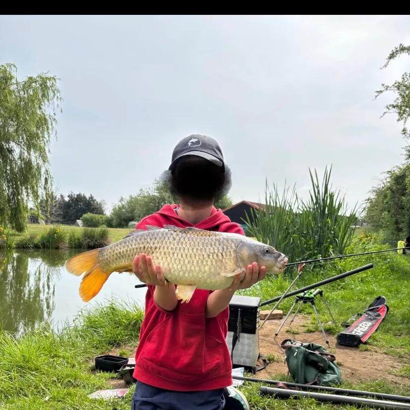 Common carp caught on Fishbrain