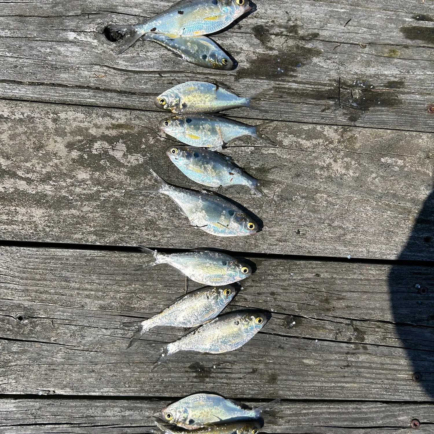 American gizzard shad caught on Fishbrain