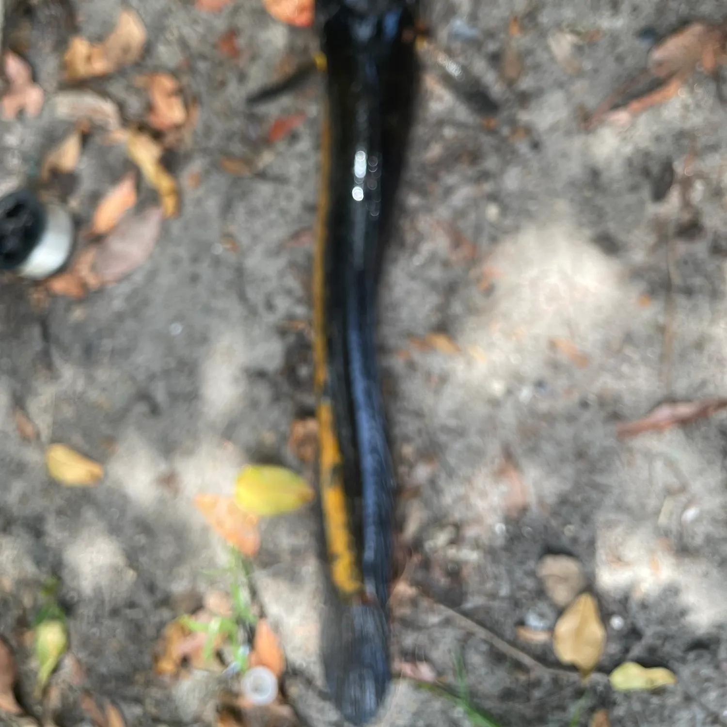 The most recent Blotched snakehead catches on Fishbrain