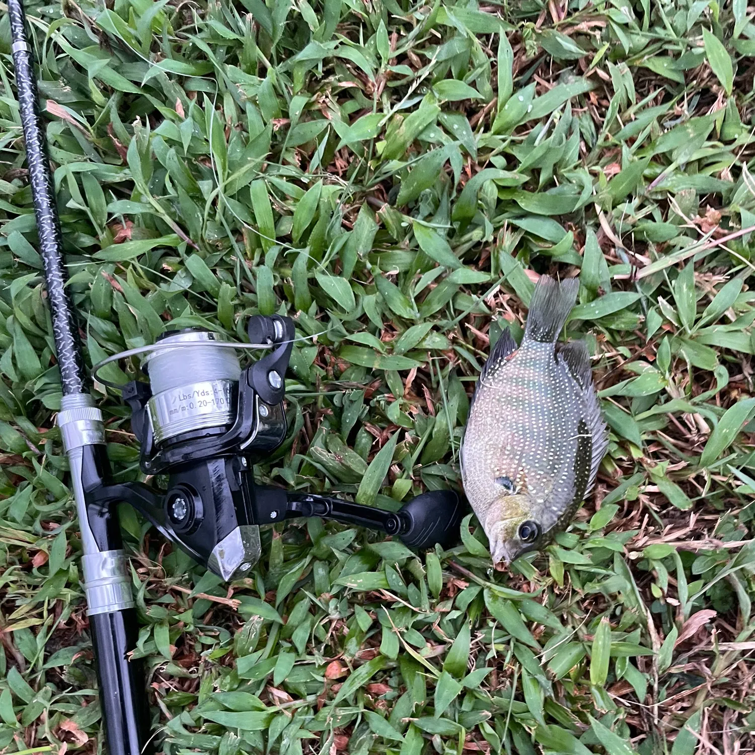 Pearlspot caught on Fishbrain