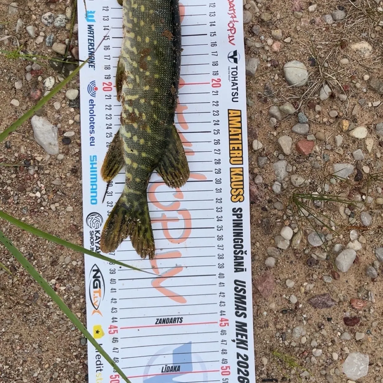 Northern pike caught on Fishbrain