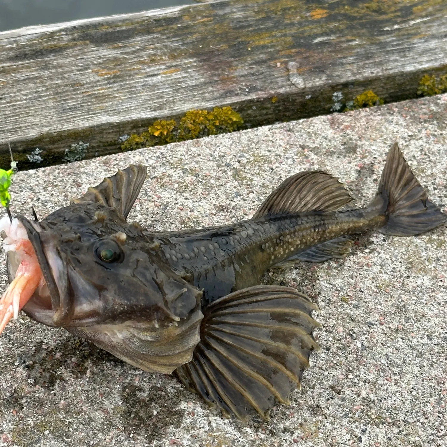 The most recent Fourhorn sculpin catches on Fishbrain
