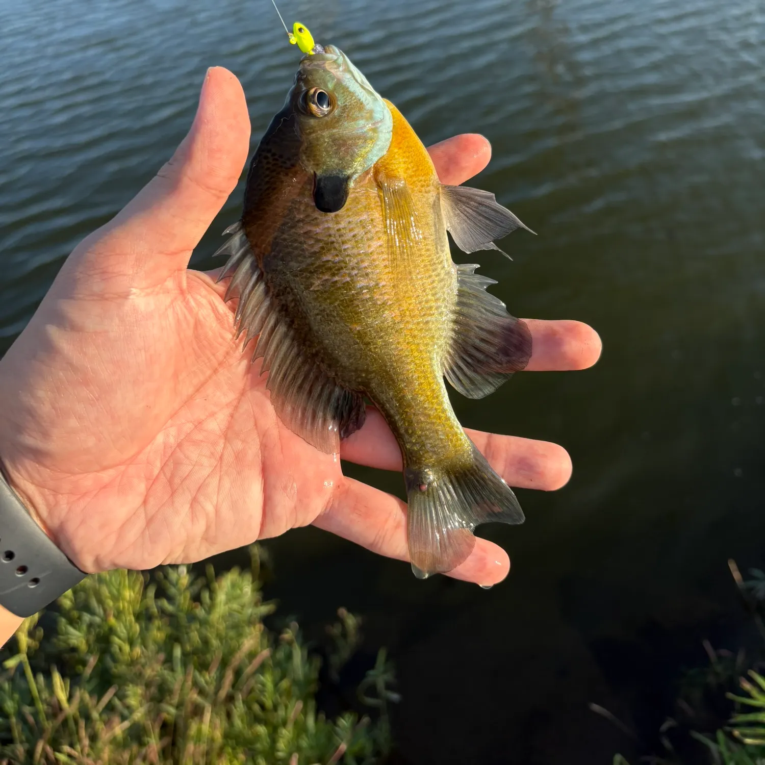 Bluegill caught on Fishbrain