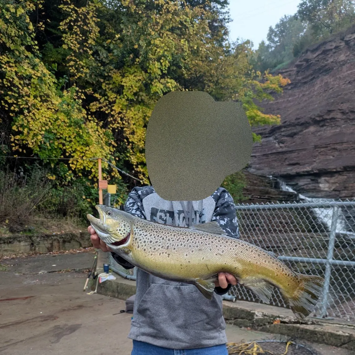 Brown trout caught on Fishbrain
