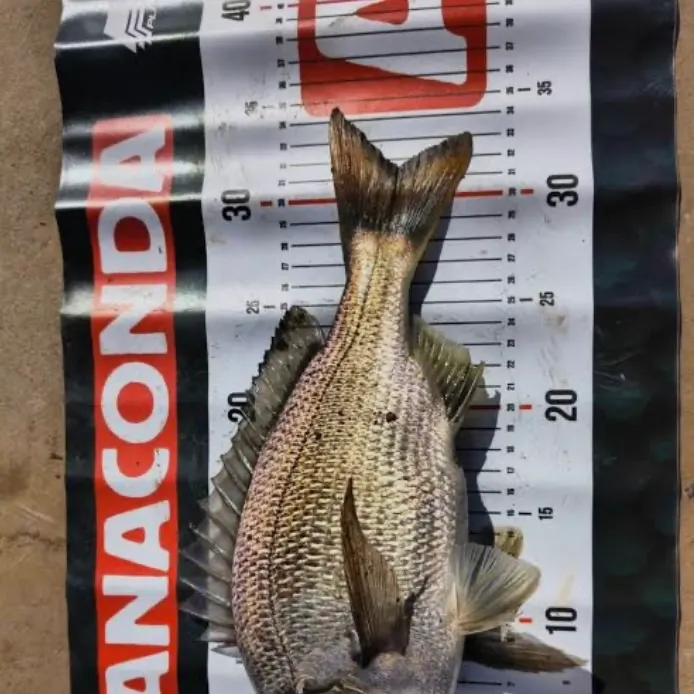 Surf bream caught on Fishbrain
