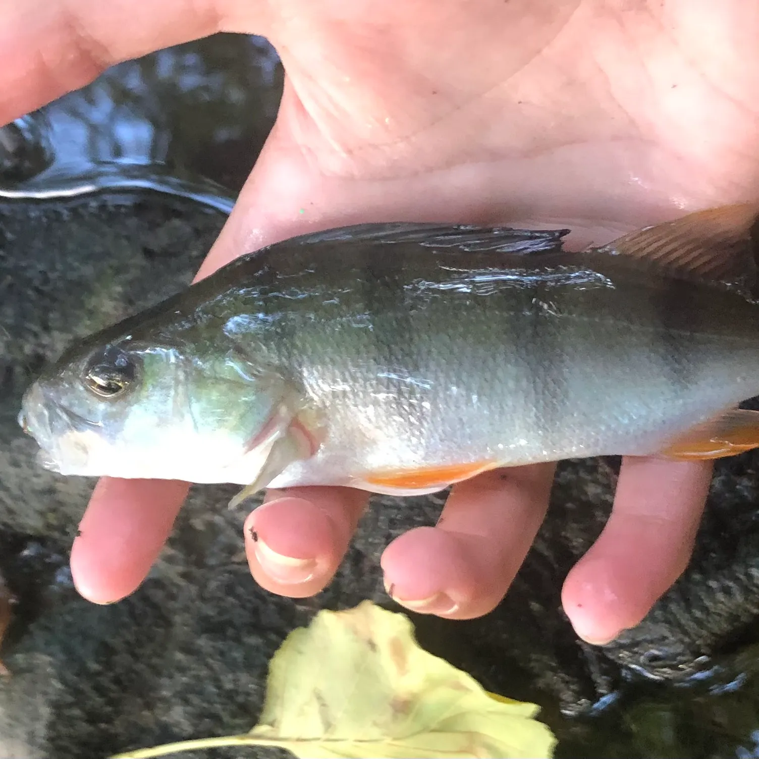 European perch caught on Fishbrain