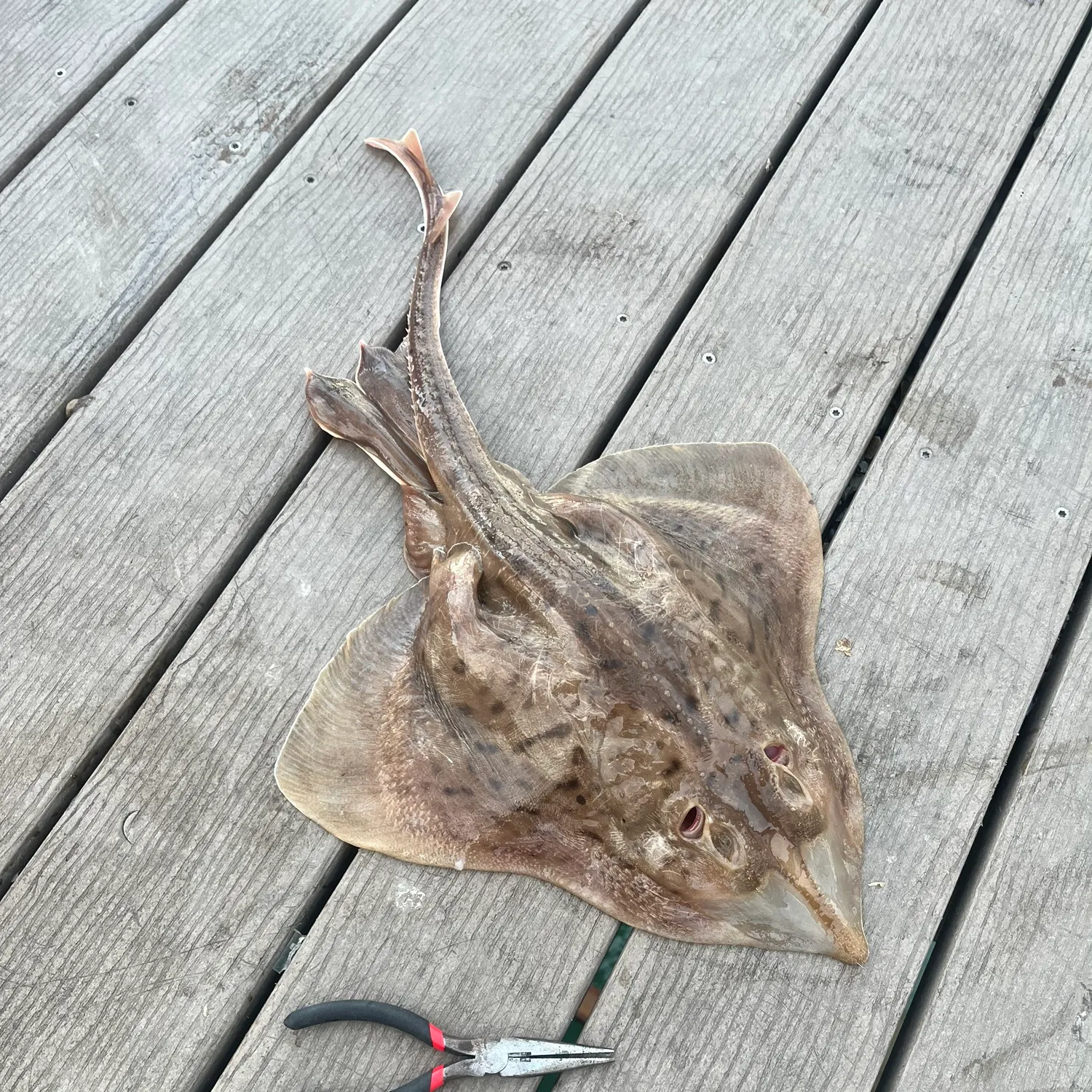 The most recent Atlantic stingray catches on Fishbrain