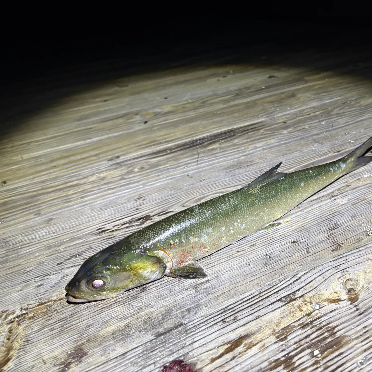The most recent Ladyfish catches on Fishbrain