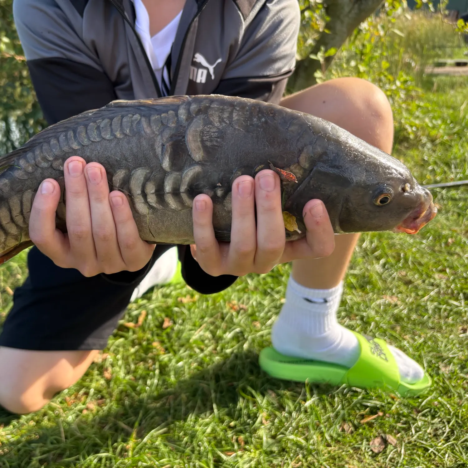 Mirror carp caught on Fishbrain