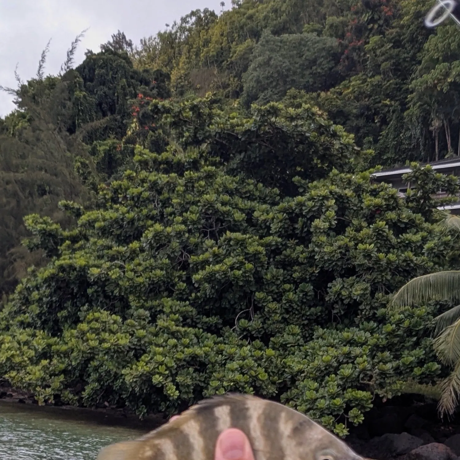 The most recent Blackspot sergeant catches on Fishbrain