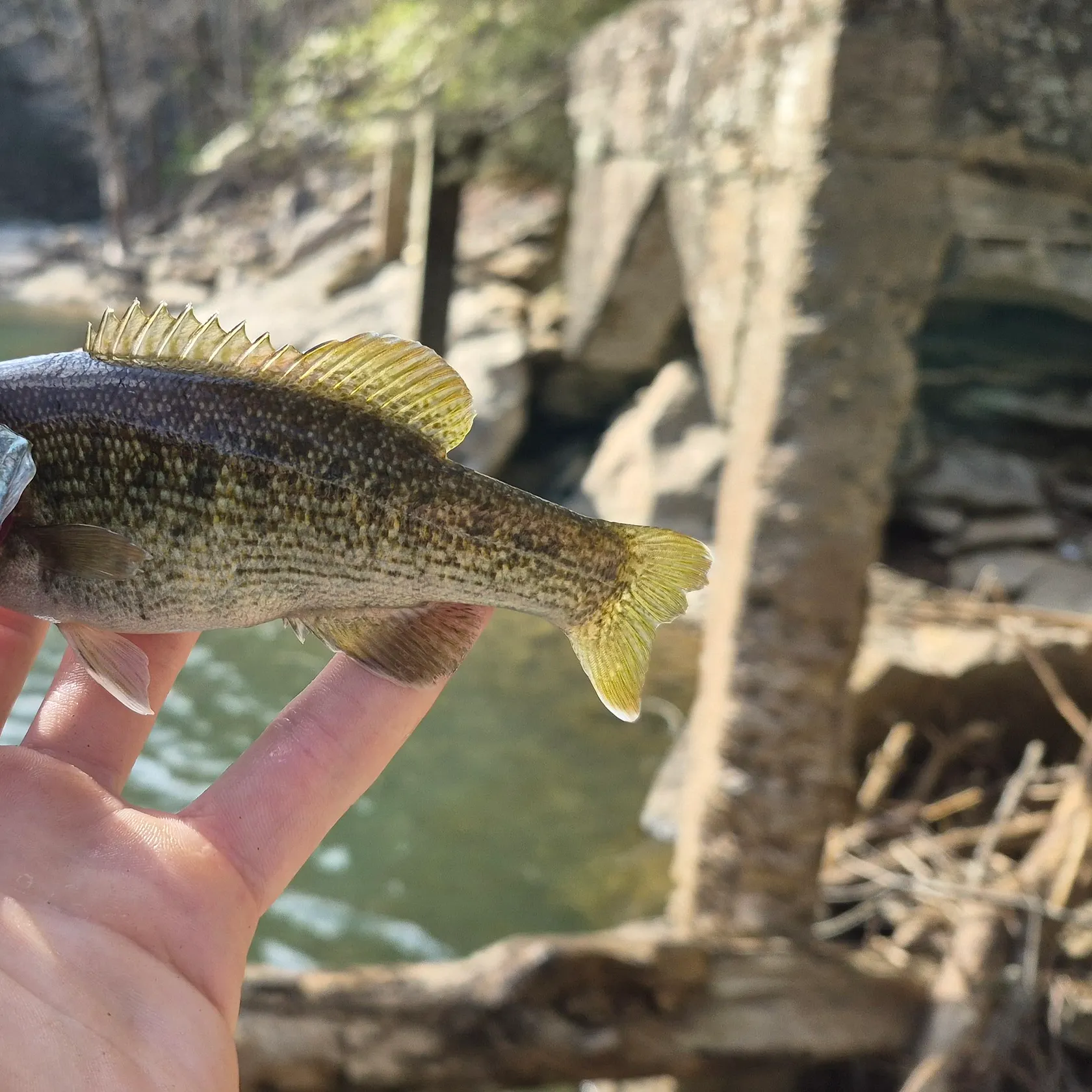 The most recent Redeye bass catches on Fishbrain