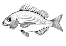 Panga seabream