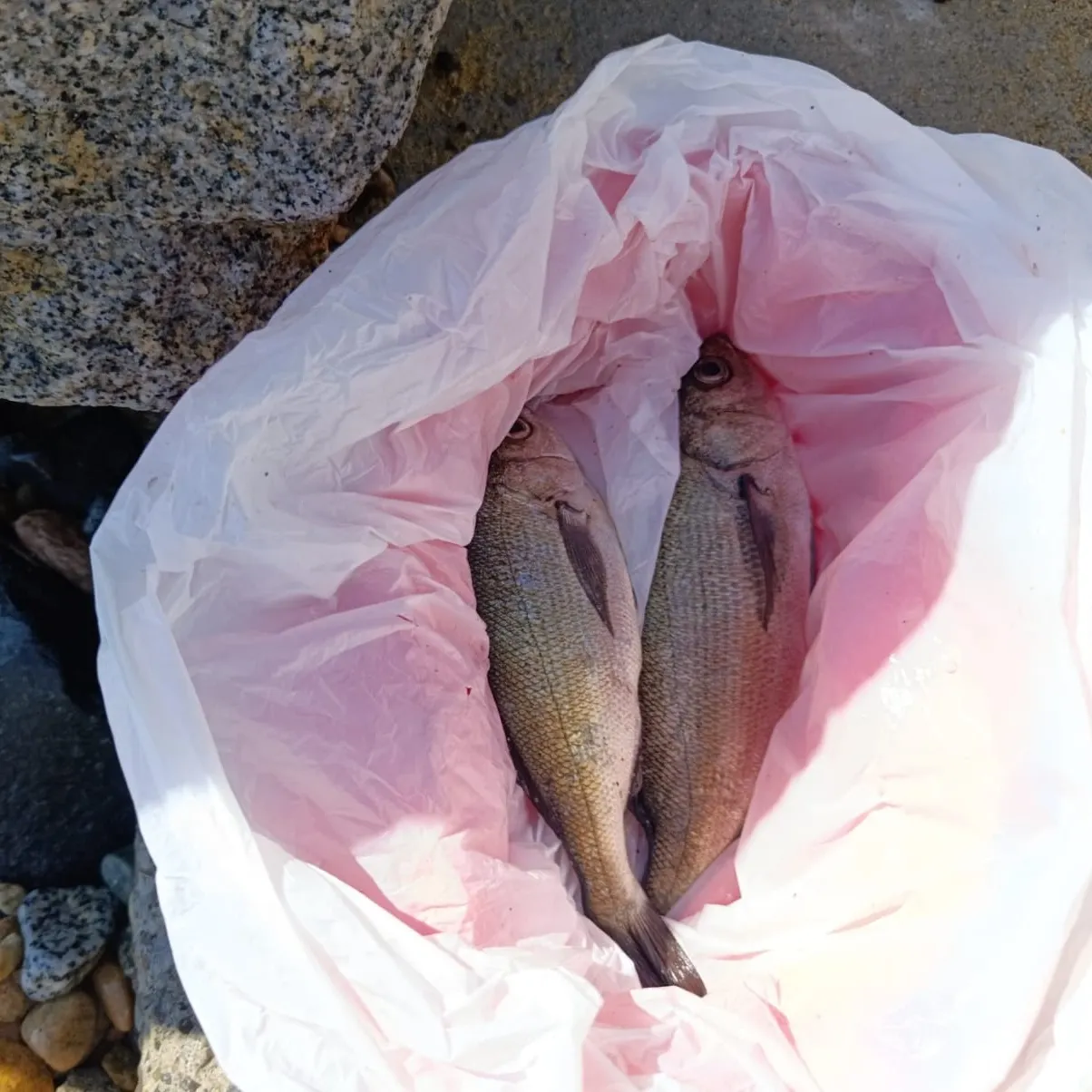 The most recent Roanoke bass catches on Fishbrain