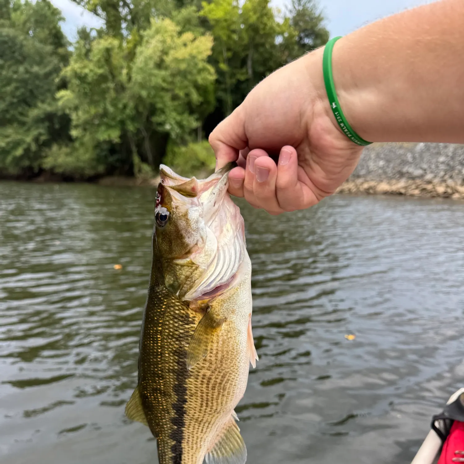 Spotted bass caught on Fishbrain