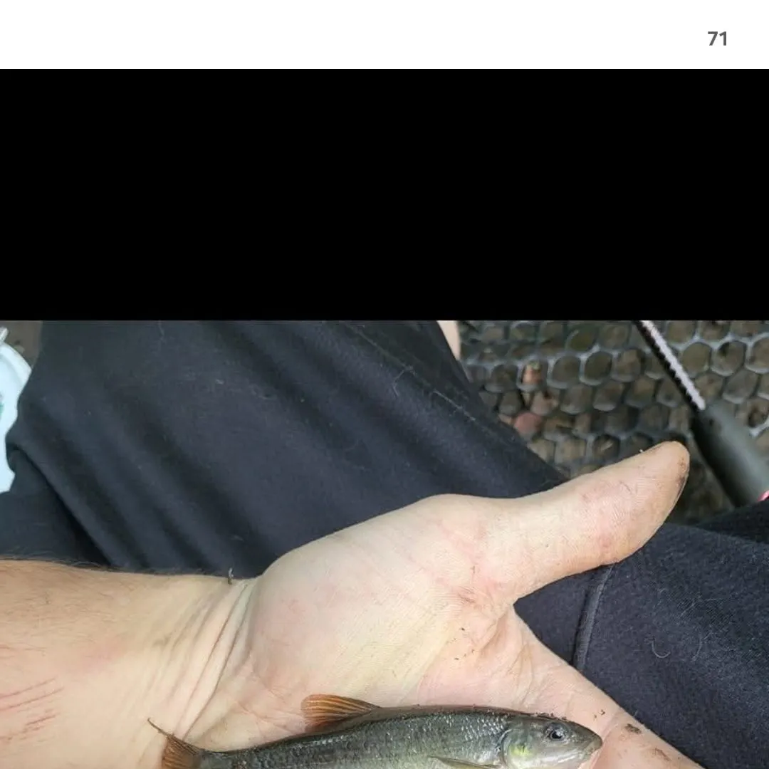 The most recent Cutlips minnow catches on Fishbrain