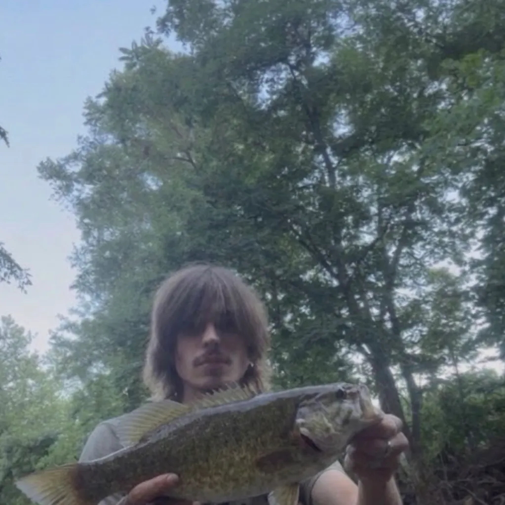 Smallmouth bass caught on Fishbrain