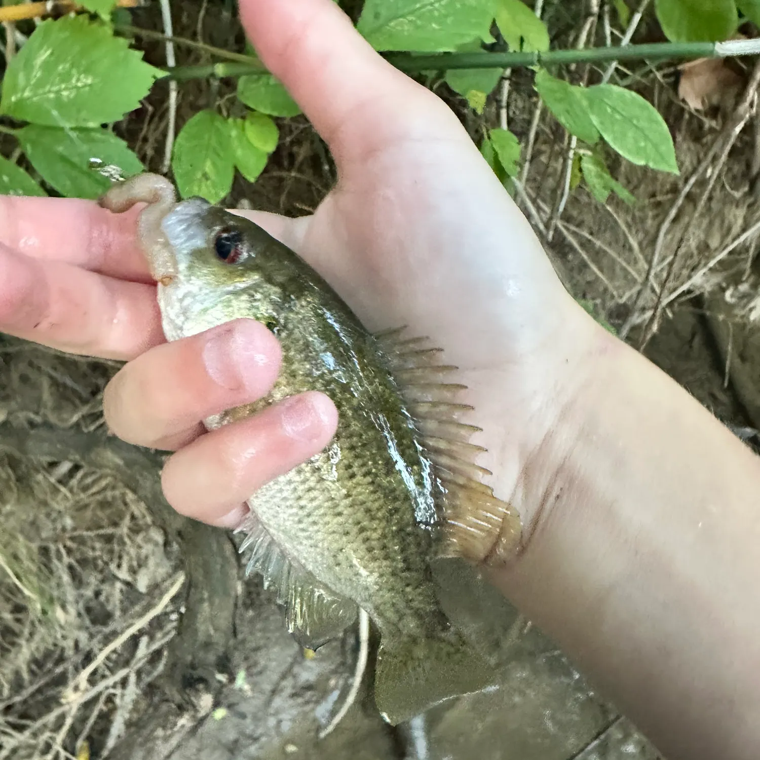 Rock bass caught on Fishbrain