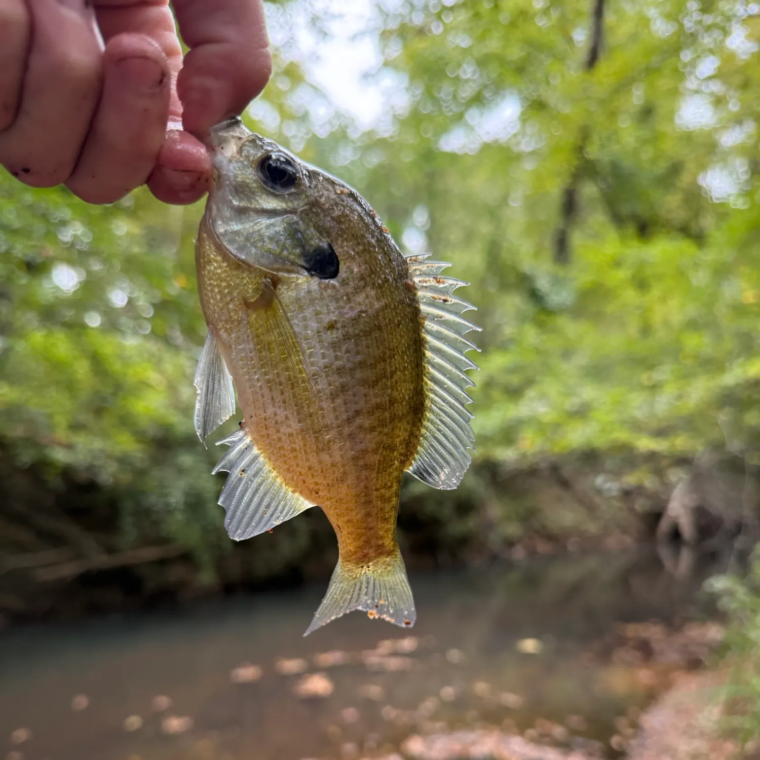 Bluegill caught on Fishbrain