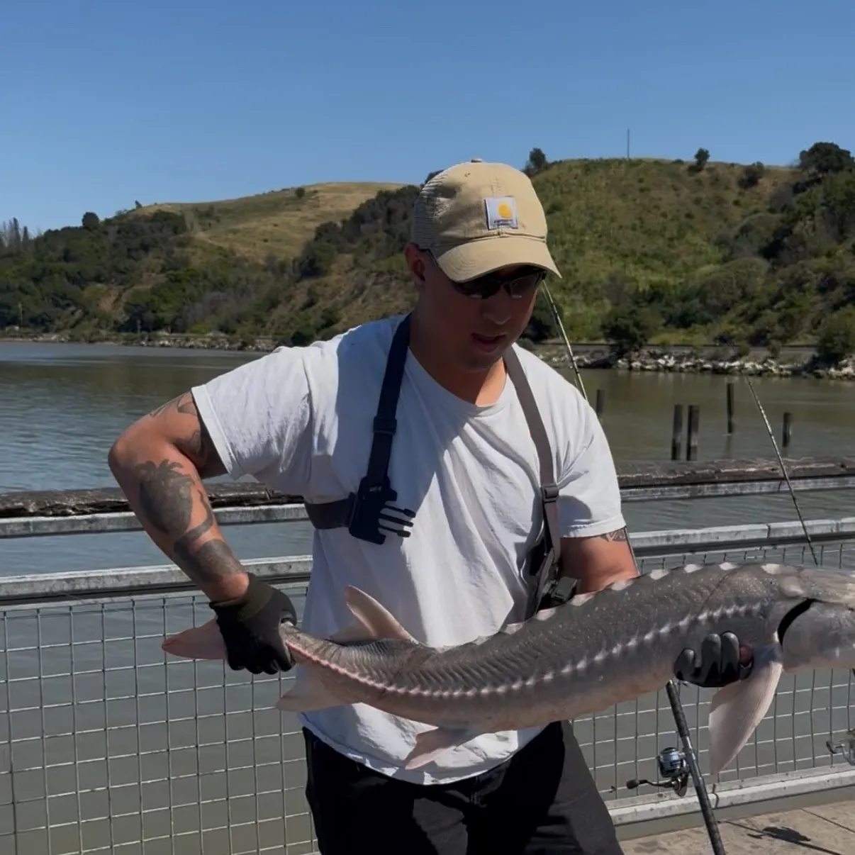 The most recent White sturgeon catches on Fishbrain