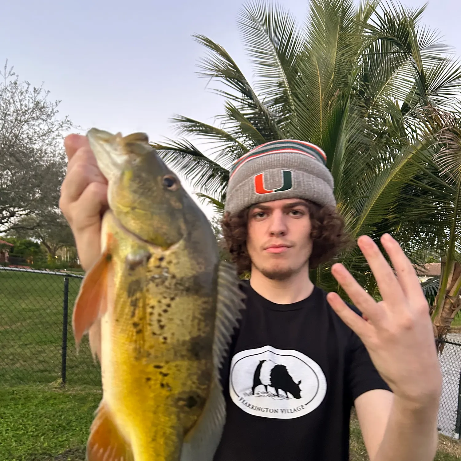The most recent Butterfly peacock bass catches on Fishbrain