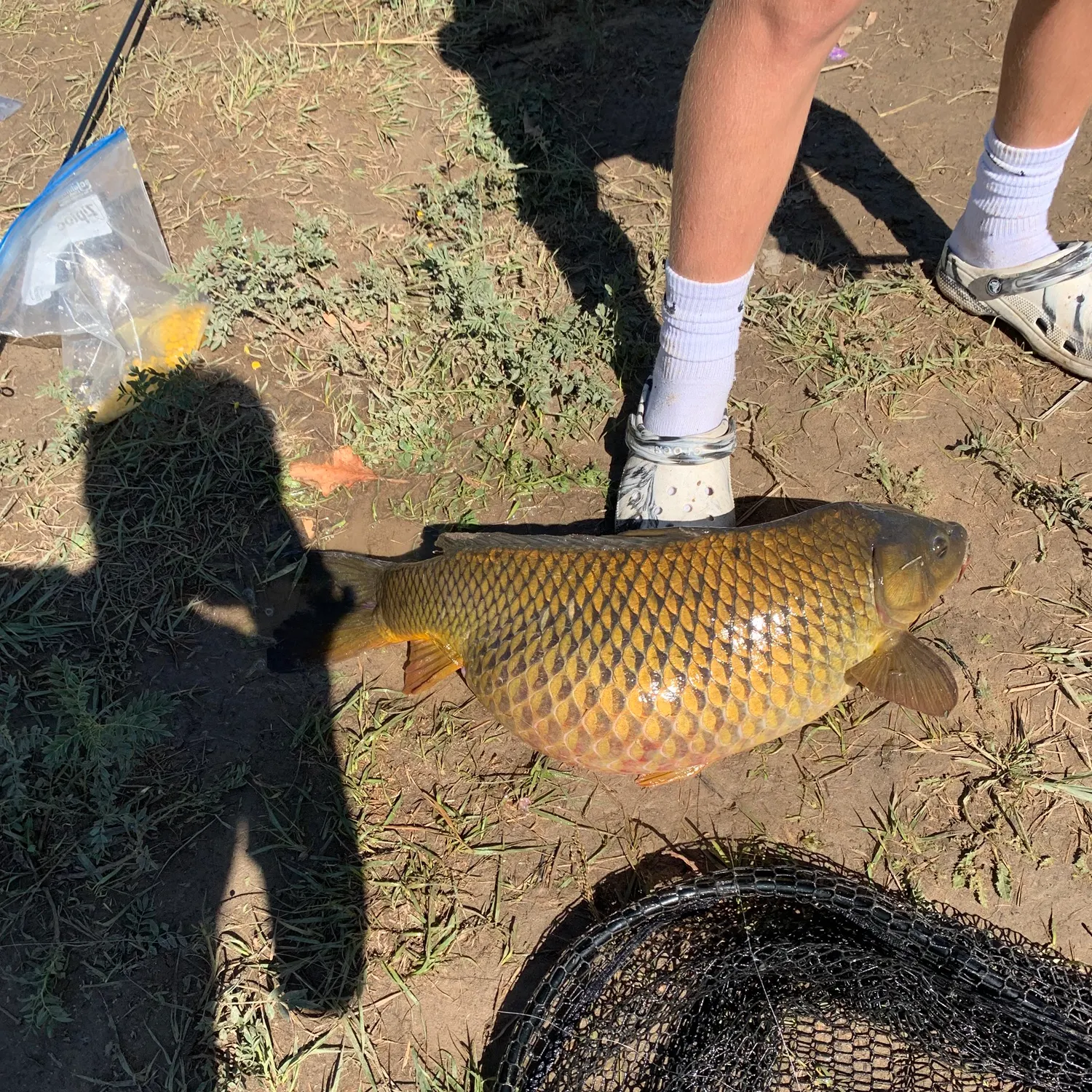 Common carp caught on Fishbrain