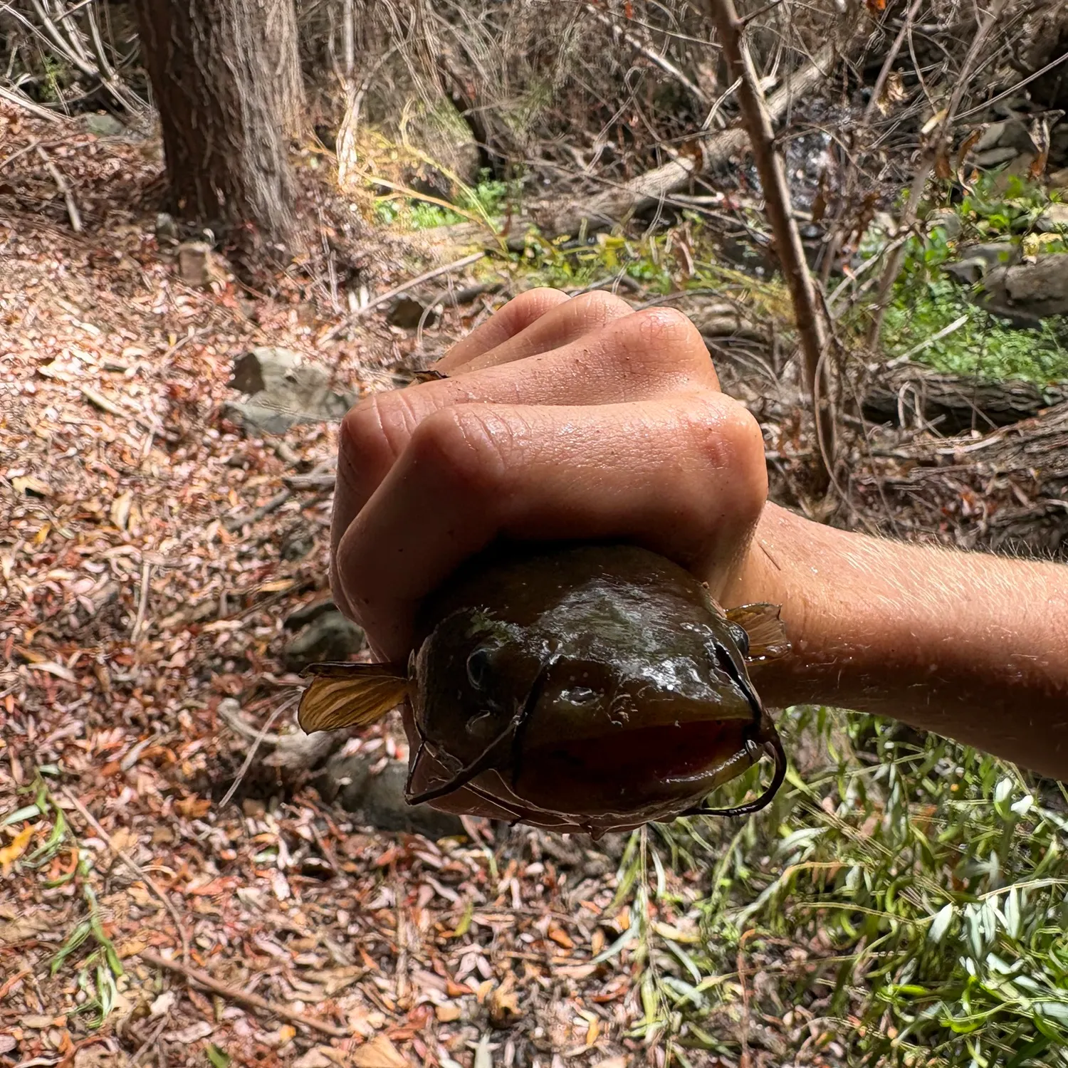 Yellow bullhead caught on Fishbrain