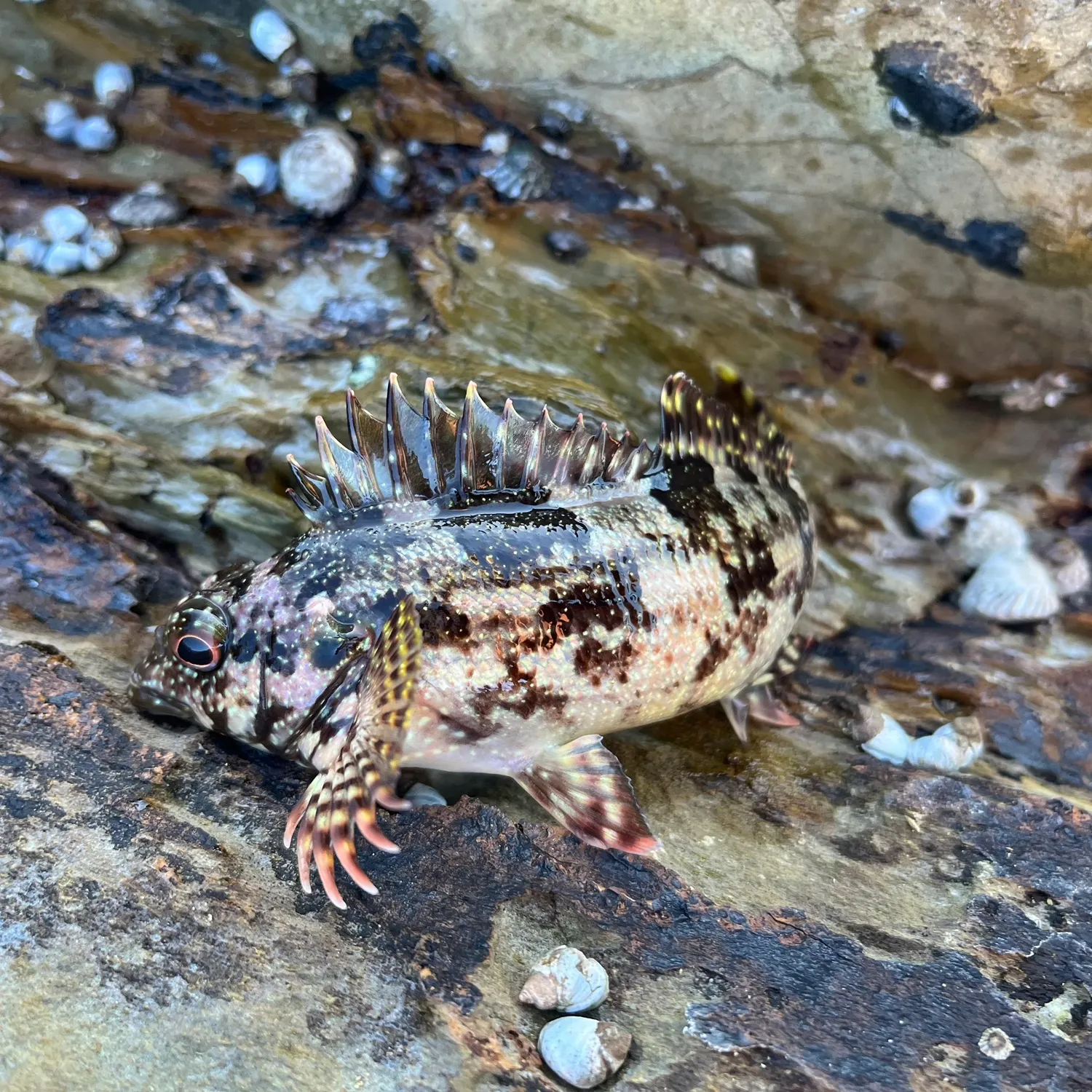 The most recent Eastern kelpfish catches on Fishbrain