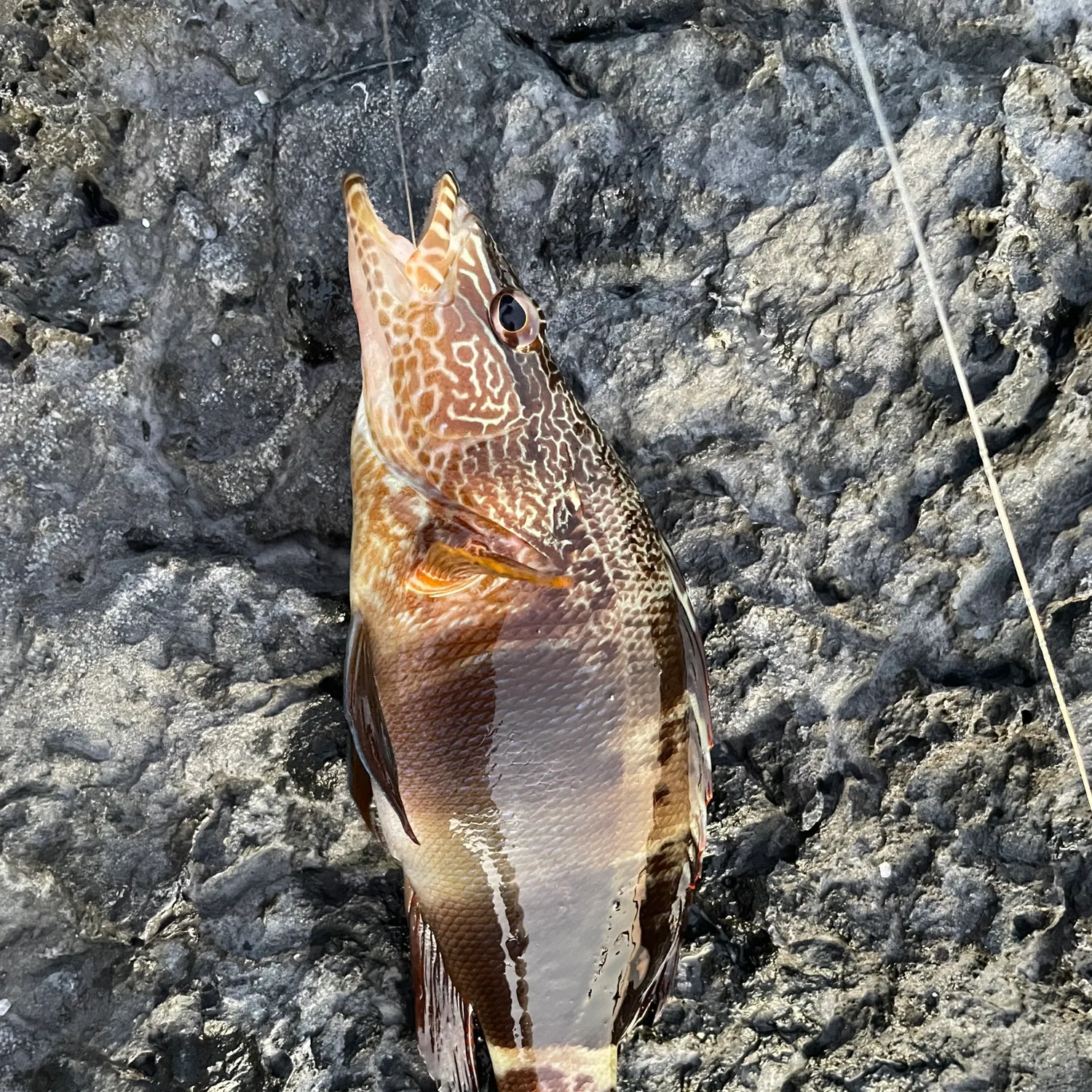 The most recent Painted comber catches on Fishbrain