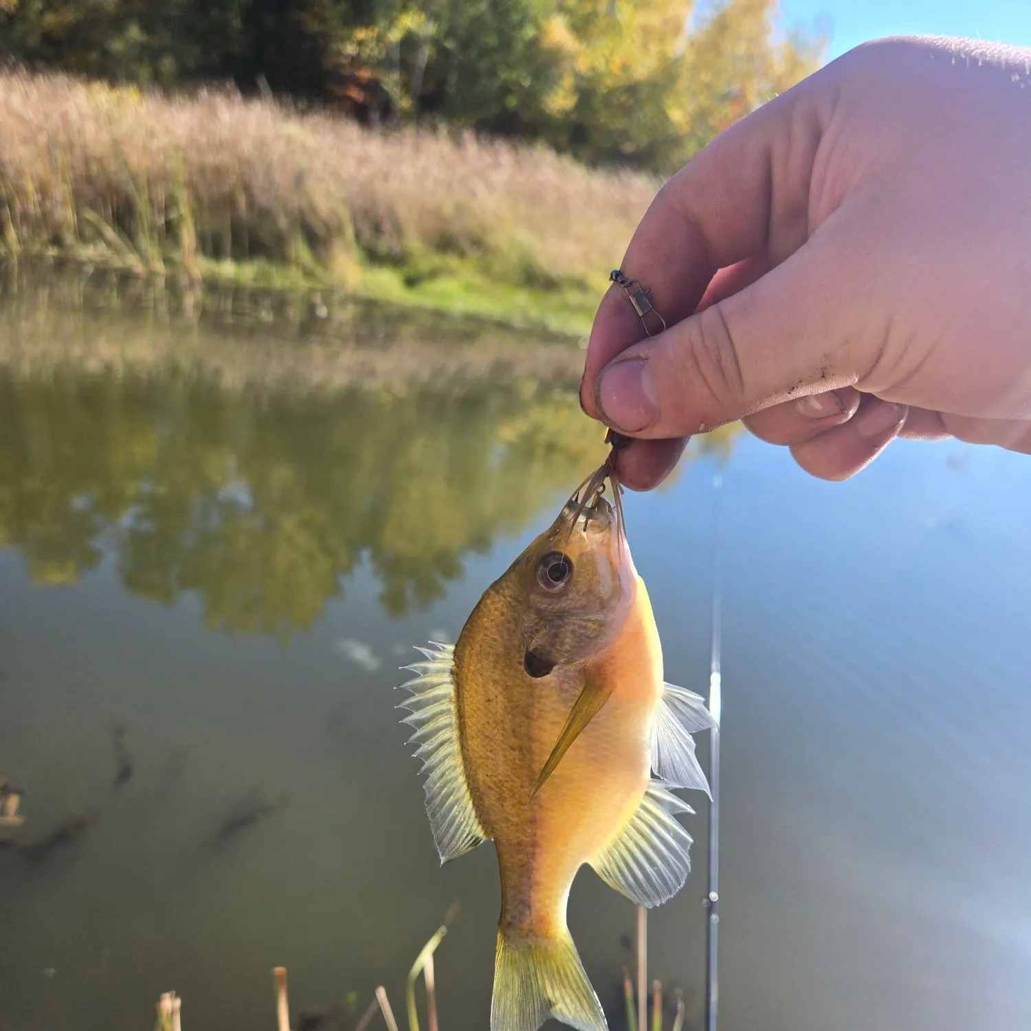 Bluegill caught on Fishbrain